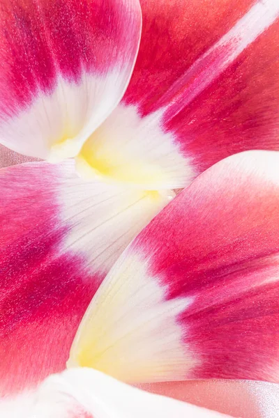 White Pink Tulip Petals Closeup Concept Spring Summer Holiday Background — Stock Photo, Image