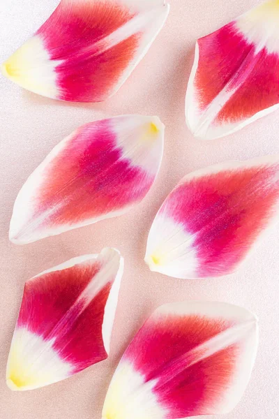 Açık Renkli Pembe Arka Planda Beyaz Pembe Lale Yaprakları Yakın — Stok fotoğraf