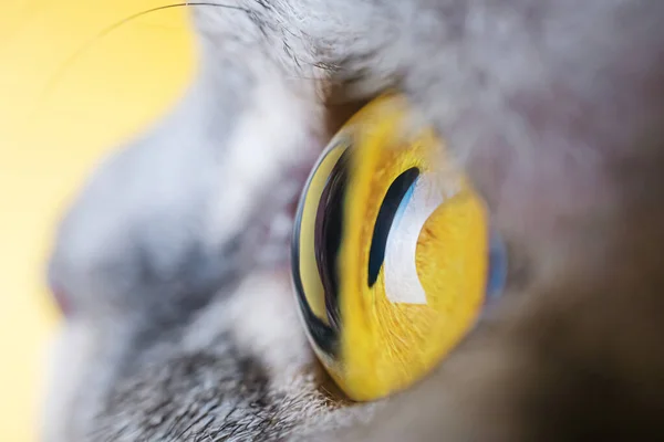 Око Сірої Смугастої Кішки Зблизька Жовтий Фон Копіювальний Простір Macro — стокове фото