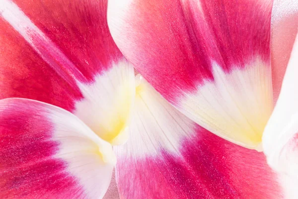 White Pink Tulip Petals Closeup Concept Spring Summer Holiday Background — Stock Photo, Image