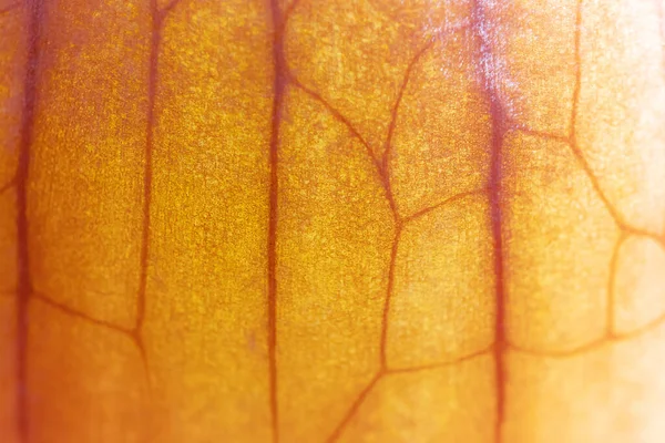 Zwiebelschale Aus Nächster Nähe Makrofoto Abstraktes Hintergrundbild — Stockfoto