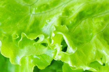 Taze sulu marul salatası yakın plan. Gölgeli yiyeceklerin arka plan makro fotoğrafı. Sağlıklı gıda ve vejetaryenlik kavramı..