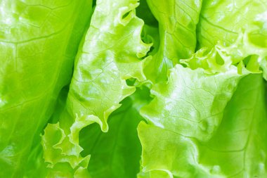 Taze sulu marul salatası yakın plan. Gölgeli yiyeceklerin arka plan makro fotoğrafı. Sağlıklı gıda ve vejetaryenlik kavramı..