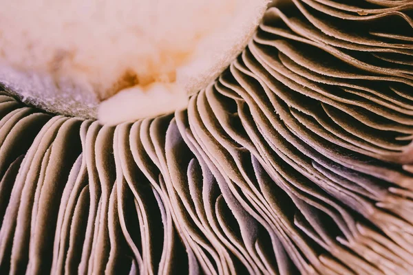 Champignon Close Foto Macro Detalhada Conceito Comida Saudável Vegetarianismo Cogumelos — Fotografia de Stock