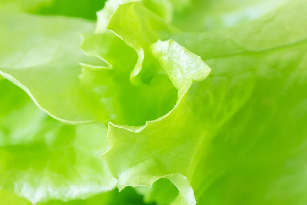 Fresh Juicy Lettuce Salad Closeup Background Macro Photo Food Shades — Stock Photo, Image