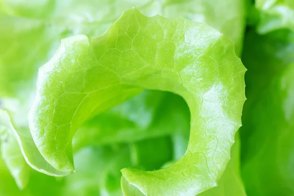 Fresh Juicy Lettuce Salad Closeup Background Macro Photo Food Shades — Stock Photo, Image