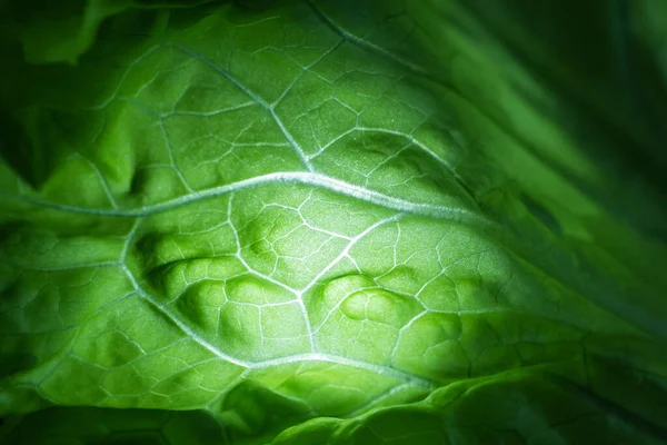 Fresh Juicy Lettuce Salad Closeup Background Macro Photo Food Shades — Stock Photo, Image