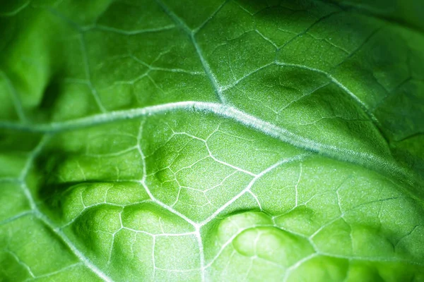 Fresh Juicy Lettuce Salad Closeup Background Macro Photo Food Shades — Stock Photo, Image