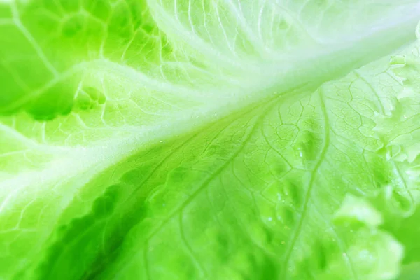 Fresh Juicy Lettuce Salad Closeup Background Macro Photo Food Shades — Stock Photo, Image