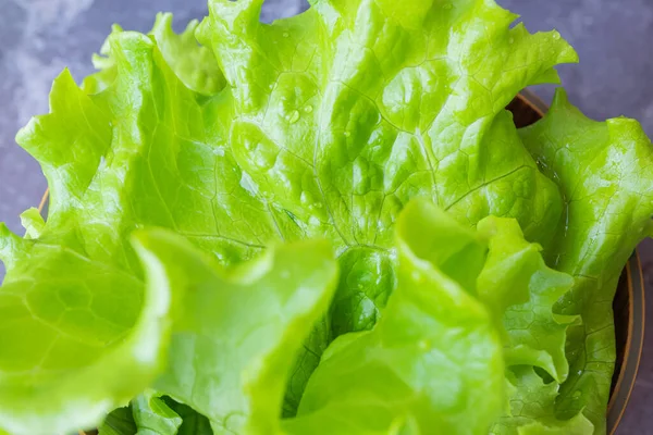 新鮮なジューシーなレタスサラダが閉じます 背景食品のマクロ写真の色合いで 健全な健康食品 菜食主義の概念 — ストック写真