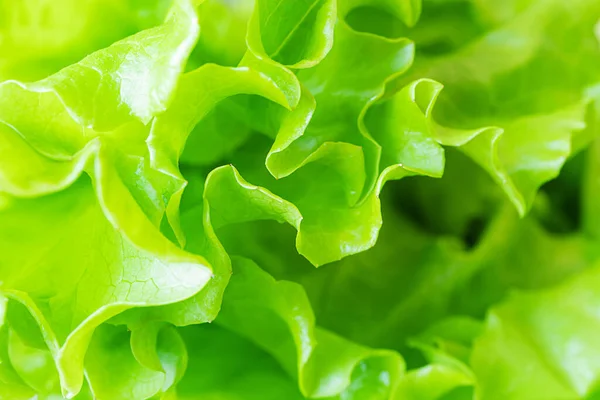 Fresh Juicy Lettuce Salad Closeup Background Macro Photo Food Shades — Stock Photo, Image