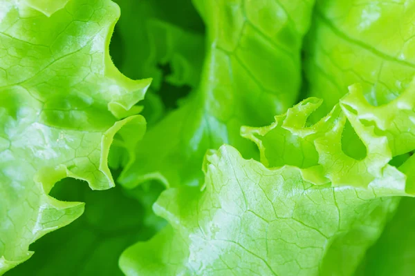 Fresh Juicy Lettuce Salad Closeup Background Macro Photo Food Shades — Stock Photo, Image