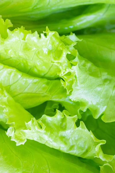 Fresh Juicy Lettuce Salad Closeup Background Macro Photo Food Shades — Stock Photo, Image