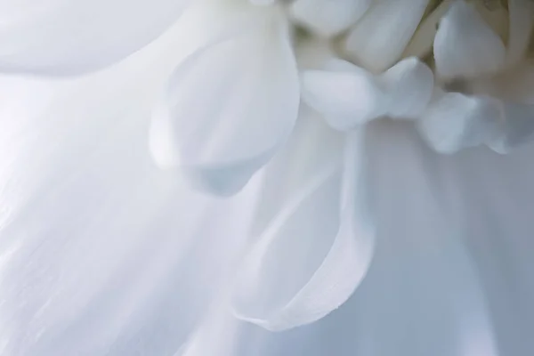 Pétalas Flores Brancas Foto Macro Detalhada Imagem Clara Conceito Casamento — Fotografia de Stock