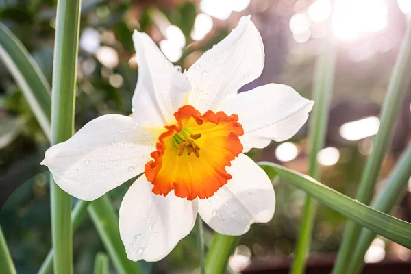 Flor Narciso Branco Amarelo Close Uma Estufa Conceito Floração Flores — Fotografia de Stock