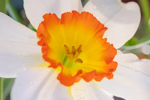 Gros Plan Sur Fleur Jonquille Jaune Blanc Dans Une Serre — Photo