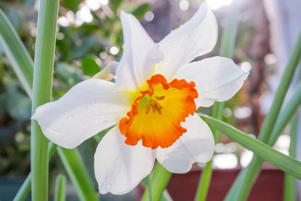 Flor Narciso Branco Amarelo Close Uma Estufa Conceito Floração Flores — Fotografia de Stock