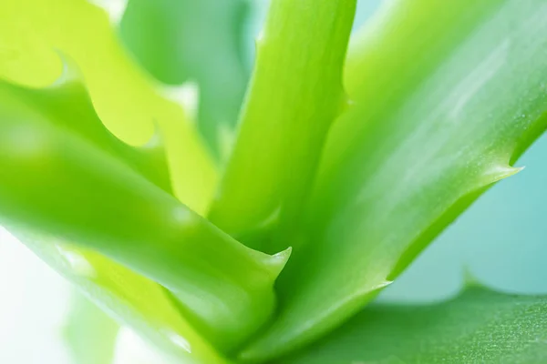 Aloe Vera Close Detailní Makro Fotografie Koncept Užitečných Rostlin Sukulentů — Stock fotografie