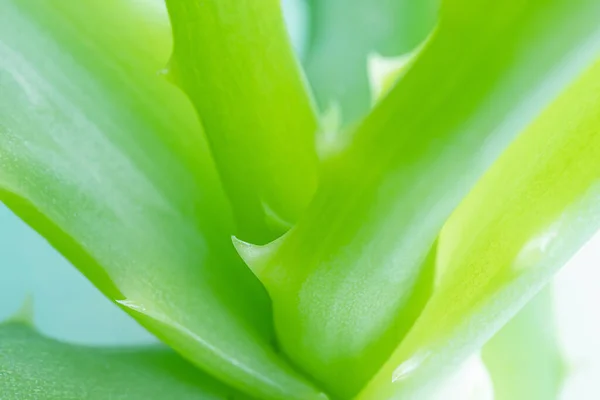 Aloe Vera Close Detailní Makro Fotografie Koncept Užitečných Rostlin Sukulentů — Stock fotografie