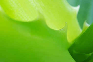 Aloe vera yakın plan, detaylı makro fotoğraf. Yararlı bitkiler, sulu bitkiler kavramı. Soyut doğal görüntü.