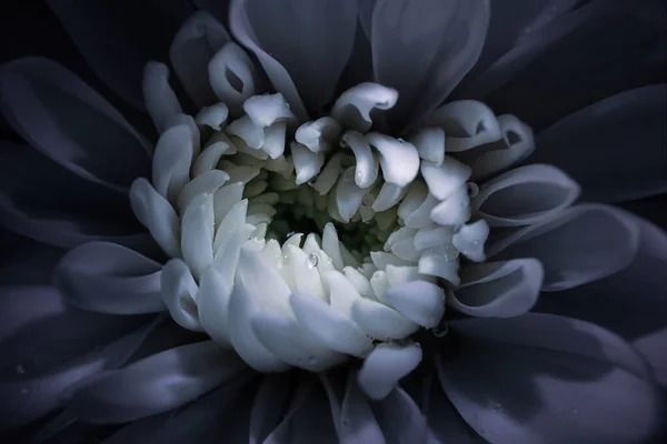 Witte Chrysant Met Waterdruppels Gedetailleerde Macro Foto Contrast Licht Concept — Gratis stockfoto