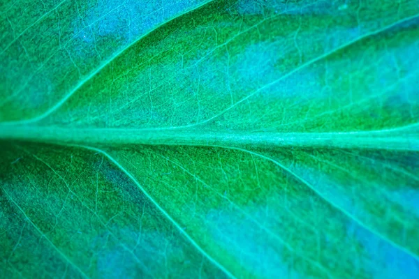 Green Leaf Close Macro Background — Stock Photo, Image