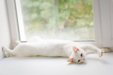 Evde kalma konsepti. Pencerenin yanındaki pencere pervazında beyaz bir kedi yatıyor..