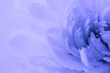 Modaya uygun mavi bir ışıkta, su damlalarında beyaz çiçek yaprakları. Ayrıntılı makro fotoğraf. Anneler Günü. Çiçek, bahar, yaz konsepti.