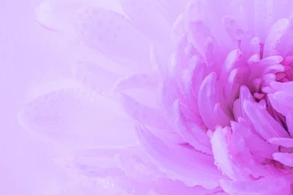 White Flower Petals Drops Water Stylish Neon Light Detailed Macro — Stock Photo, Image