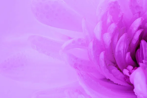 White Flower Petals Drops Water Stylish Neon Light Detailed Macro — Stock Photo, Image