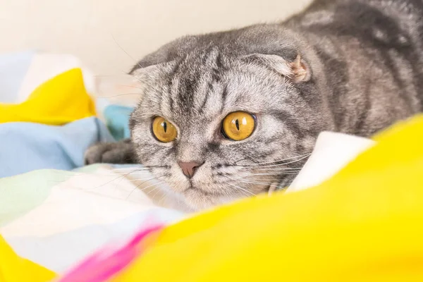 Gato Gris Escocés Doblez Con Ojos Amarillos Encuentra Cama Mira — Foto de Stock