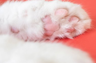 Paws of a white cat on red background. Top view, minimalism. Cute picture. Concept of pets, cat grooming. Image for banner, place for text.	