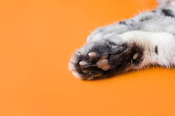 Paws Gray Cat Orange Background Top View Minimalism Cute Picture — Foto de Stock