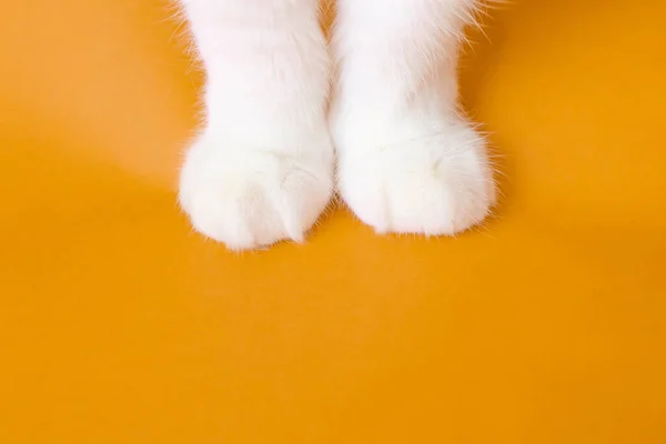 Paws White Cat Orange Background Top View Minimalism Cute Picture — Stock Photo, Image