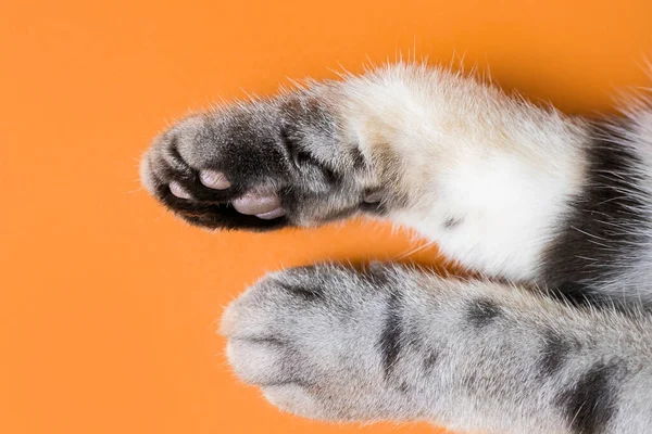 Paws Gray Cat Orange Background Top View Minimalism Cute Picture — Stock Photo, Image