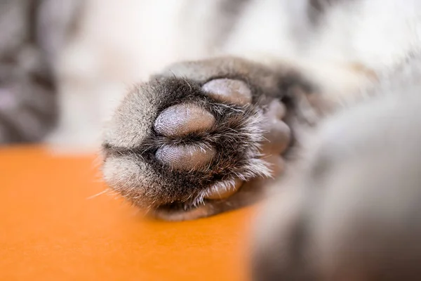 Paw of a gray cat on an orange background. Top view, minimalism. Cute picture. Concept of pets, cat grooming. Image for banner, place for text.