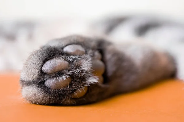 一只灰色的猫的爪子 背景是橙色的 高瞻远瞩 简约主义有趣的图片 宠物的概念 猫的打扮 图像的横幅 地方的文字 — 图库照片