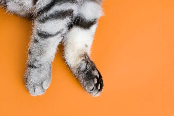 Las Patas Del Gato Gris Sobre Fondo Anaranjado Vista Superior — Foto de Stock