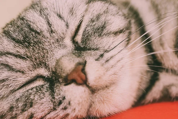 Gray Scottish Fold Cat Gray Black Stripes Sleeps Bed Concept — Stock Photo, Image