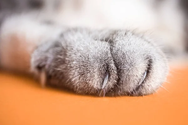 Paw Gray Cat Orange Background Top View Minimalism Cute Picture — Stock Photo, Image