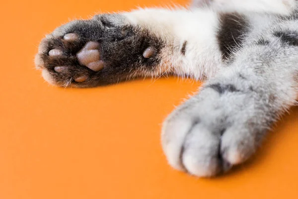 Paws Gray Cat Orange Background Top View Minimalism Cute Picture — Stock Photo, Image