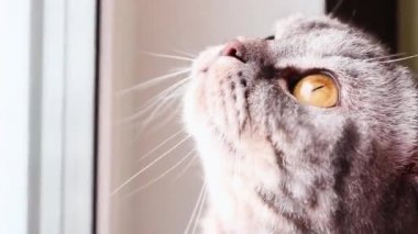 Sarı gözlü siyah ve gri çizgili bir İskoç kedisi. Namlu yakın plan. Kedi pencereye oturur ve merakla yukarı bakar. Sevimli komik hayvan..