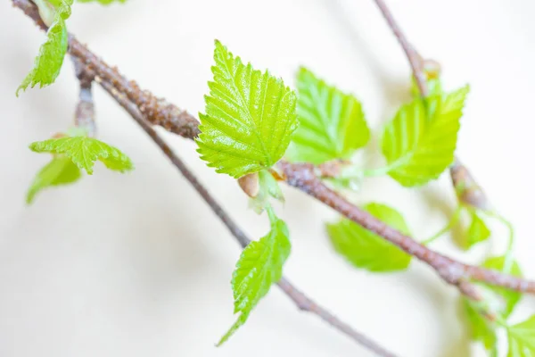 Filialer Med Nyblommade Blad Ljus Pastell Bakgrund Vårkoncept Minimalism Platt — Stockfoto