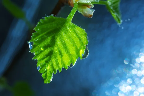 Nyblommade Blad Ett Träd Med Droppar Vatten Närbild Blå Bakgrund — Stockfoto