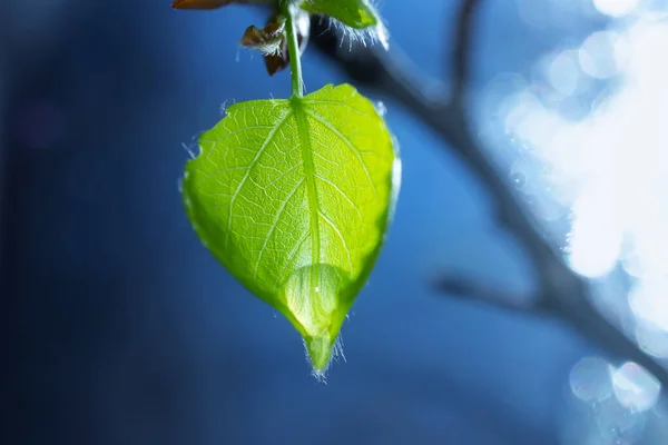 Nyblommade Blad Ett Träd Med Droppar Vatten Närbild Blå Bakgrund — Stockfoto