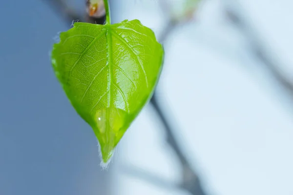 Nyblommade Blad Ett Träd Närbild Ljus Bakgrund Vackra Ljus Och — Stockfoto