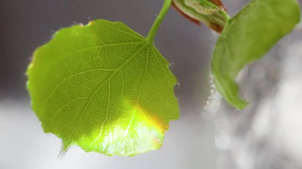 Foglie Appena Fiorite Ramo Albero Luminosi Raggi Sole Muovono Lungo — Video Stock