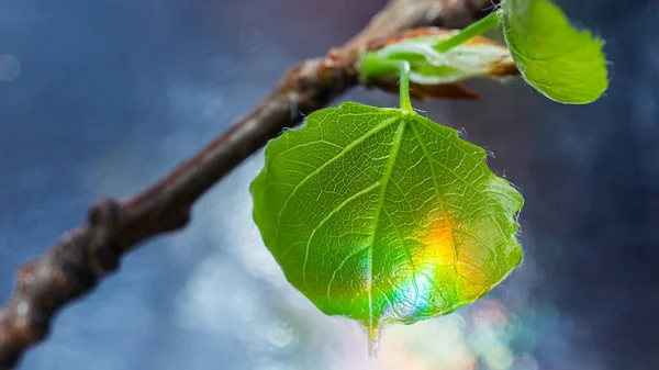 Nyblommade Blad Trädgren Ljusa Solstrålar Rör Sig Längs Bladen Vilket — Stockfoto