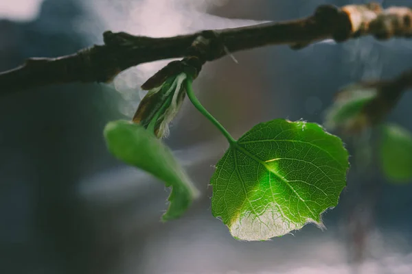 Nyblommade Blad Trädgren Vårminimalism Copyspace World Environment Day Konceptet Makro — Stockfoto