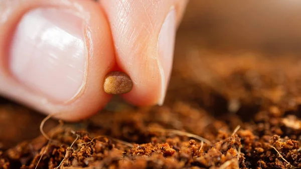 Piantagione Primaverile Dei Semi Seme Nelle Dita Substrato Cocco Foto — Foto Stock